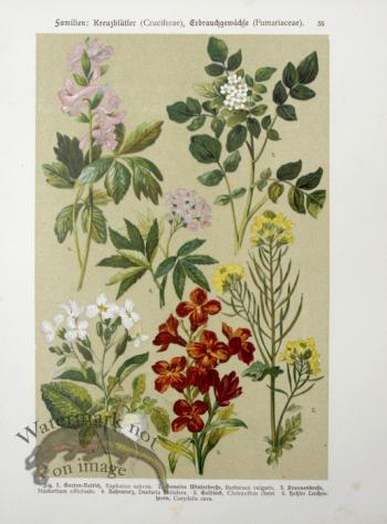 Botanical Atlas 1911 10